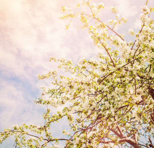 户外盛开的背景与春天的花，绿叶，天空和抽象的阳光图片下载