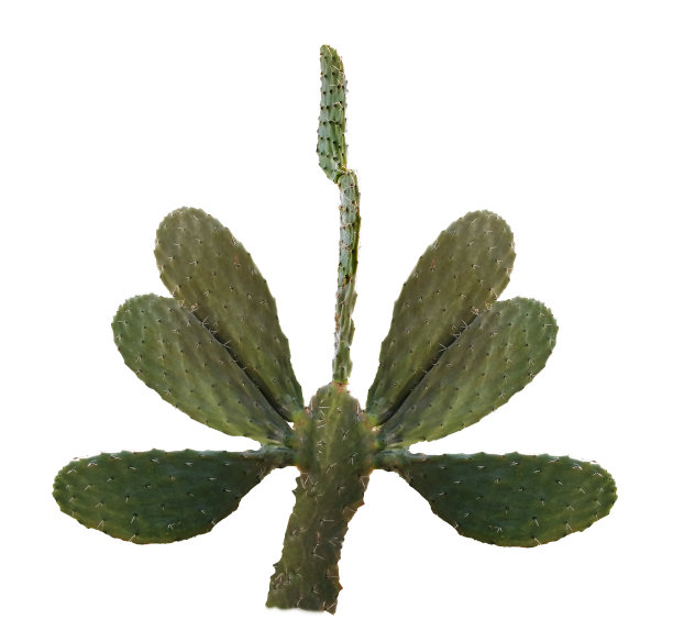 仙人掌的特写图片下载