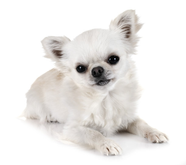 小吉娃娃图片下载