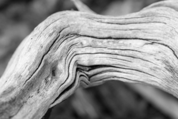 老木纹理图片下载