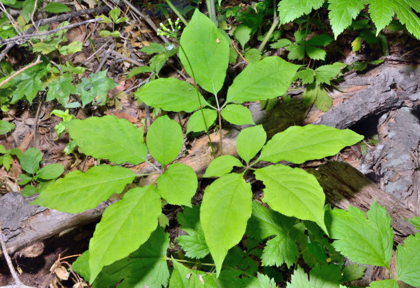 人参(人参图片下载