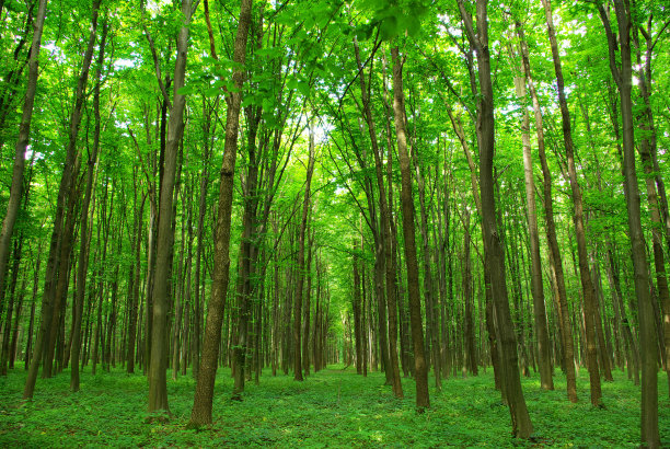 森林图片下载