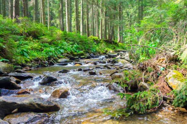 森林里美丽的河流图片下载