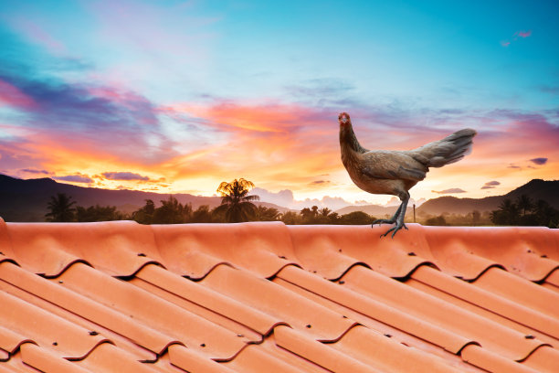鸡站在屋顶上，以日出的天空为背景图片下载
