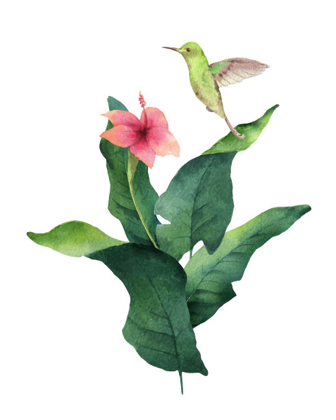 水彩矢量卡热带叶子，蜂鸟和花孤立在白色的背景。图片下载