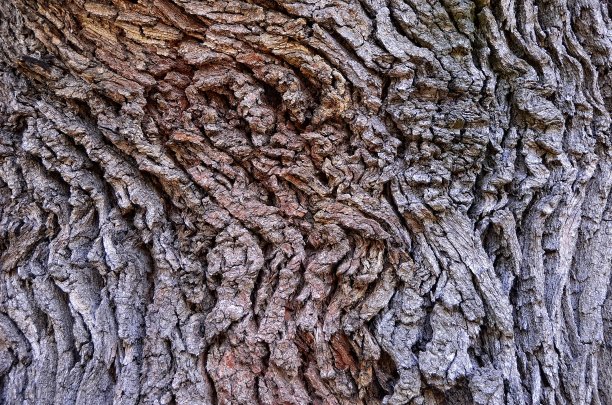 树皮纹理拍摄图片下载