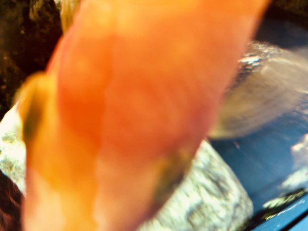 鱼缸里的金鱼图片下载