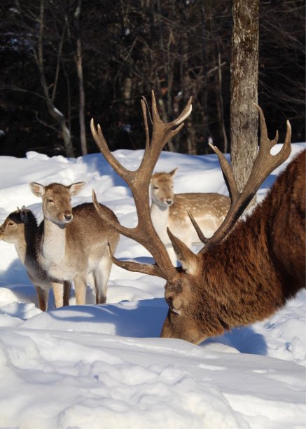 加拿大土著动物图片下载