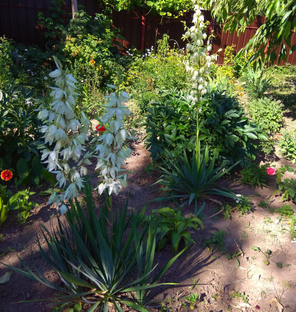花园里的果树旁有自制的花图片下载