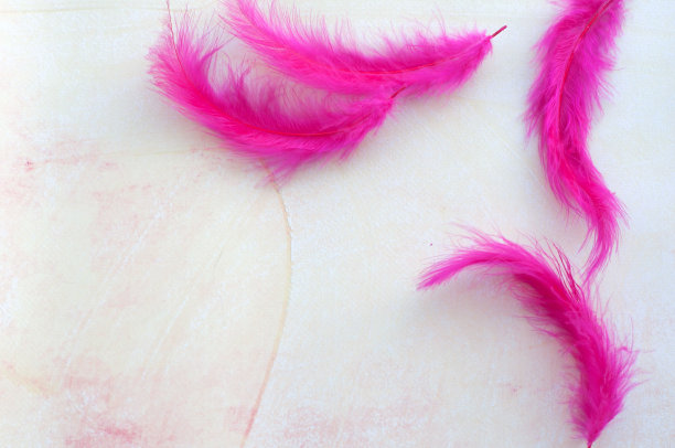 粉红色的羽毛在柔和的背景上图片下载