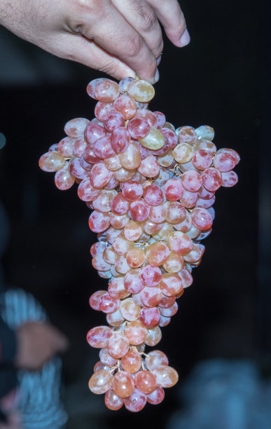 红色葡萄串图片下载