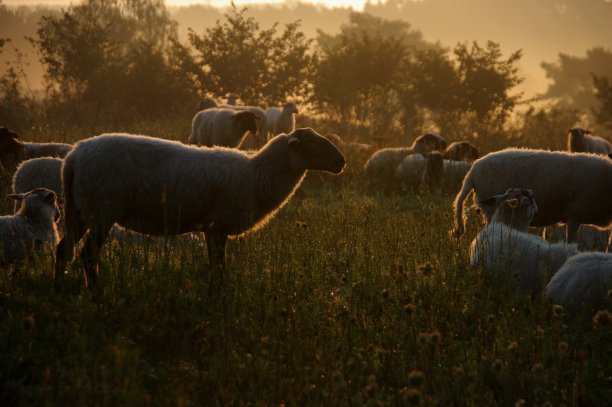 羊在轮廓图片下载