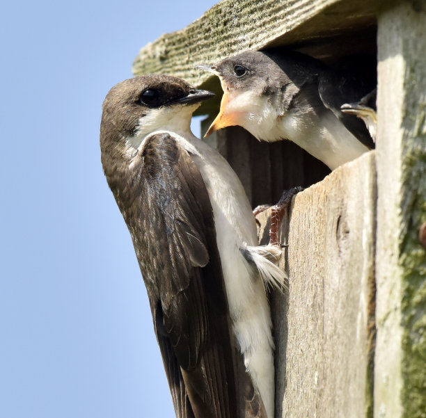 婴儿被喂养素材图片
