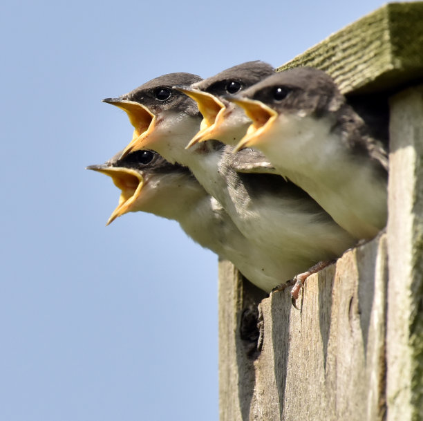 婴儿被喂养素材图片
