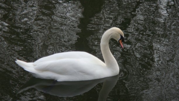 天鹅图片下载