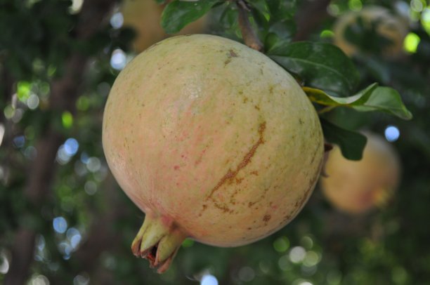 农田里美丽的石榴图片下载