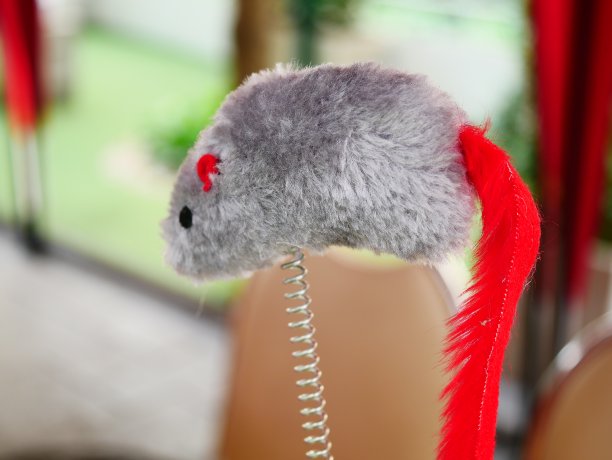 猫玩具图片下载