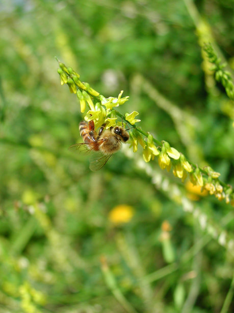 Melilotus高图片下载