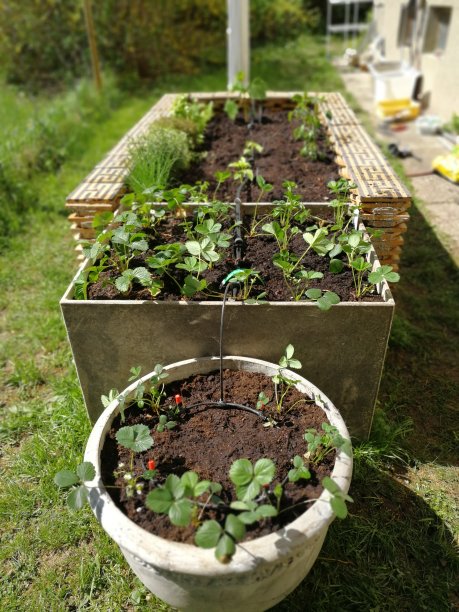 用草莓和香草栽培的花圃图片下载