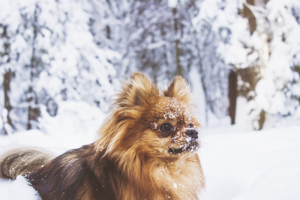 可爱的狗在雪中玩耍图片下载