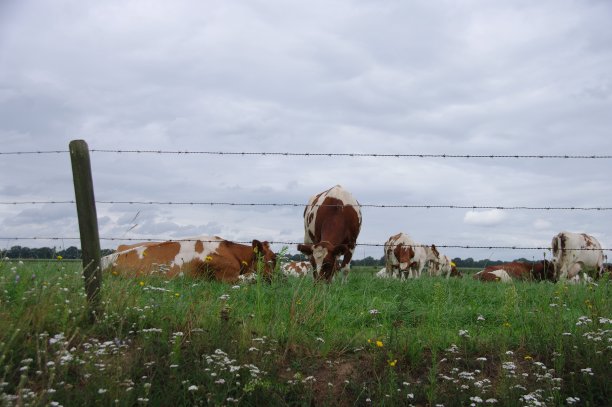 棕色的牛图片下载