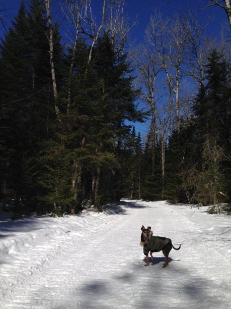 小狗在修剪过的冬季小路上图片下载