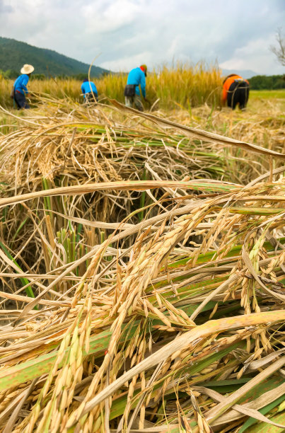 泰国北部的稻田，农民在泰国北部的稻田里收割水稻图片下载