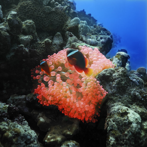 斐济的小丑鱼图片下载