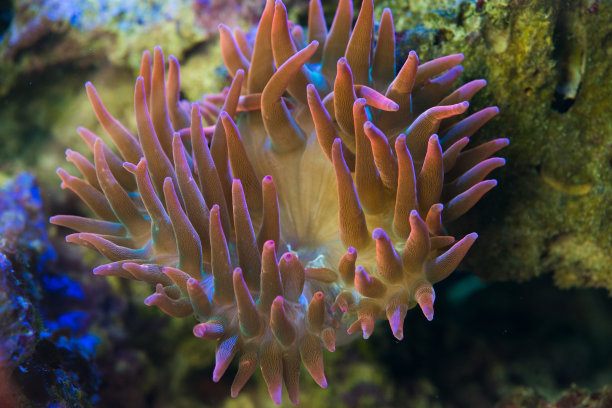 近距离观察红色泡尖海葵图片下载