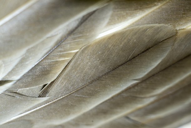 特写纹理和表面的羽毛图片下载