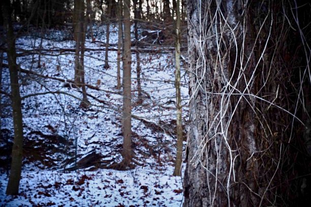 树干上爬满了葡萄藤，树林里白雪覆盖图片下载