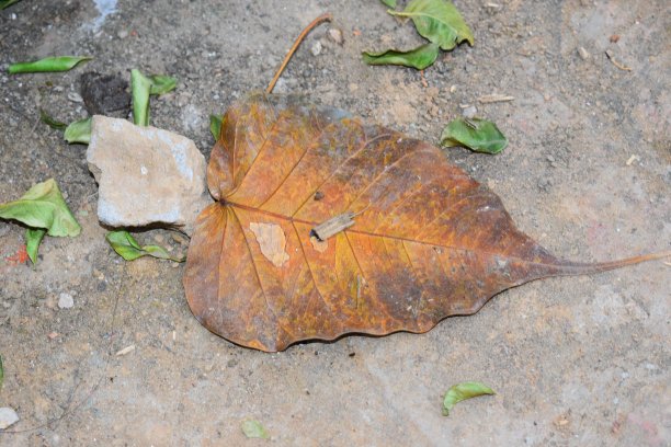 橙色+绿色叶子图片下载