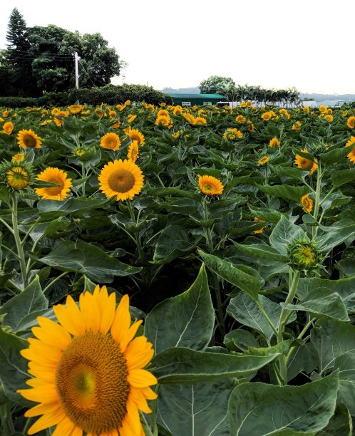 向日葵字段图片下载