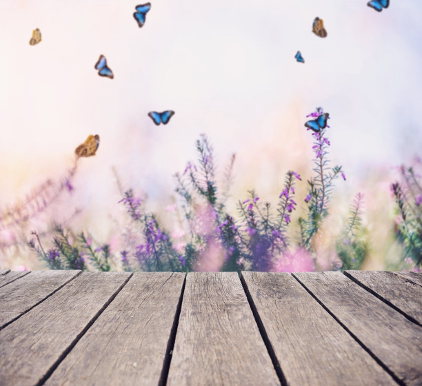 蝴蝶围绕着埃丽卡康乃馨花图片下载