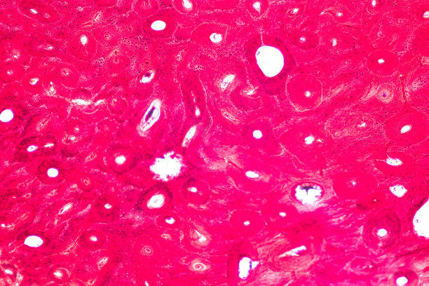 教育观念:解剖学和生理学的紧实骨，或实验室显微镜下的皮质骨。图片下载