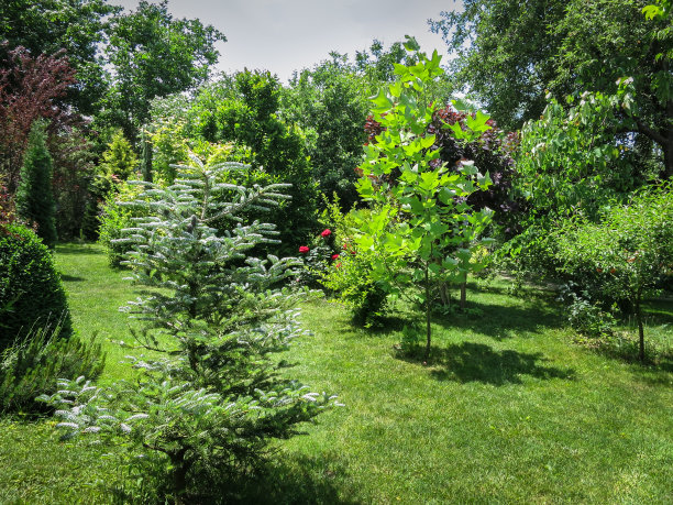 美丽的景观花园，常青树和绿色的草坪。左边是冷杉，右边是鹅掌楸。图片下载