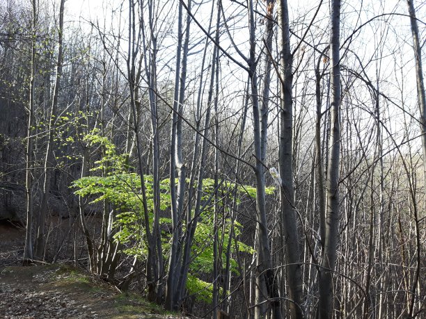 村里的春花图片下载