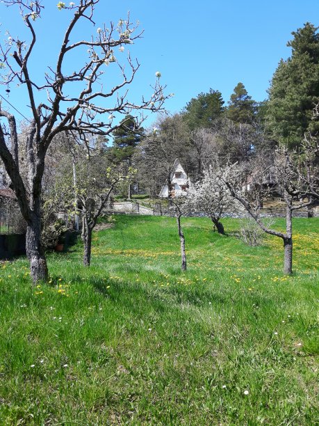 村里的春花图片下载