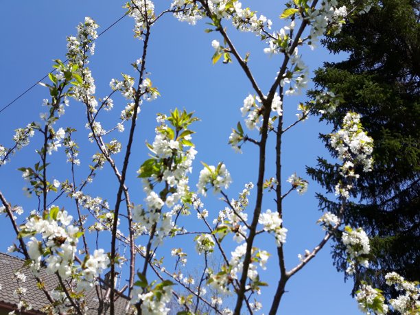 村里的春花图片下载