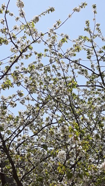 村里的春花图片下载