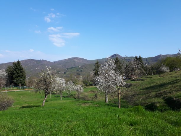 村里的春花图片下载