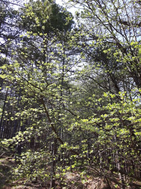 村里的春花图片下载