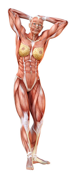 3D插图女性数字与肌肉地图上的白色图片下载