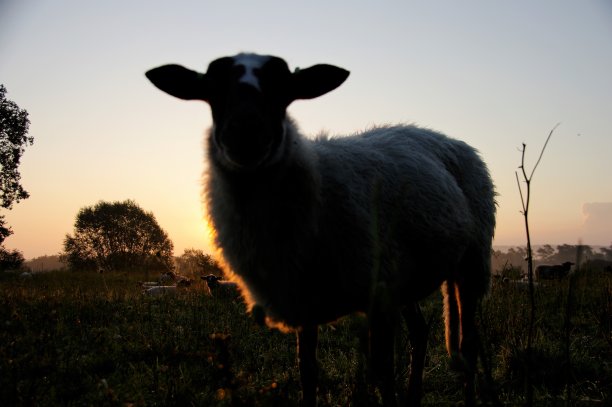 羊在轮廓图片下载