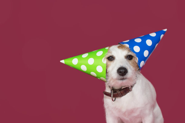 滑稽的狗派对帽子。杰克拉塞尔庆祝生日，新年或纪念日。孤立的工作室以粉红色背景拍摄。图片下载