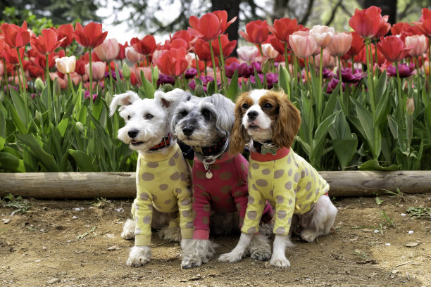 人类最好的朋友，还有个郁金香花园图片下载