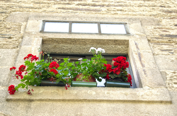 阳台上的花图片下载