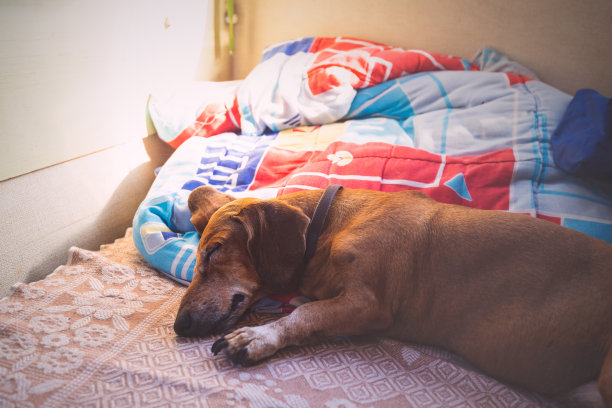 一只可爱的小狗正甜蜜地睡在拖车的沙发上图片下载