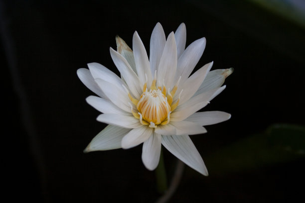 白莲花图片下载