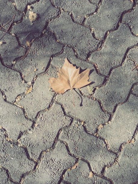 砖路上干燥的枫叶图片下载